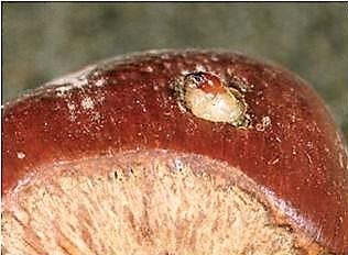 Üreticilere Fındık Kurduyla Mücadele Uyarısı