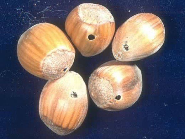 Üreticilere Fındık Kurduyla Mücadele Uyarısı