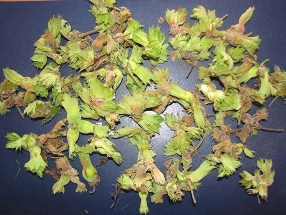 Üreticilere Fındık Kurduyla Mücadele Uyarısı