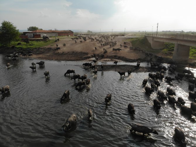 Serengeti Parkı Değil Balıkesir Ovası