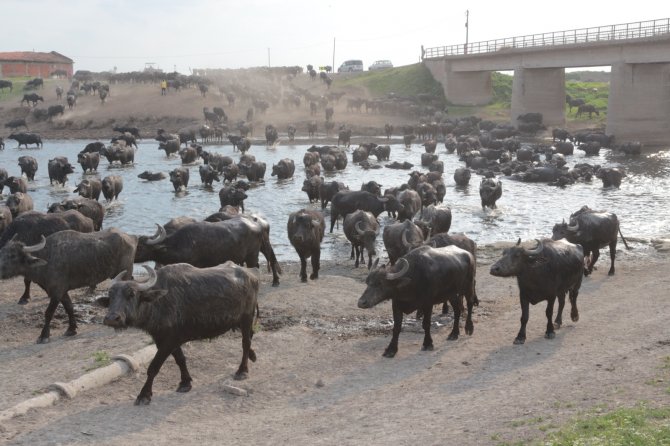 Serengeti Parkı Değil Balıkesir Ovası