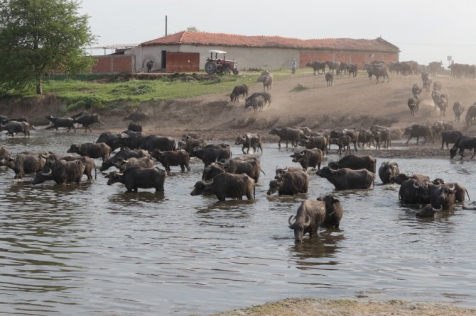 Serengeti Parkı Değil Balıkesir Ovası