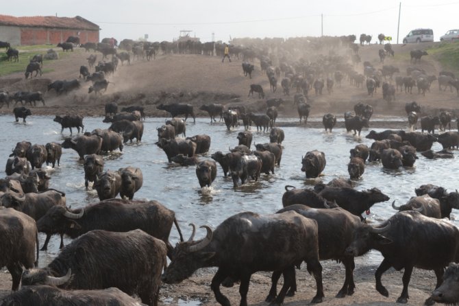 Serengeti Parkı Değil Balıkesir Ovası