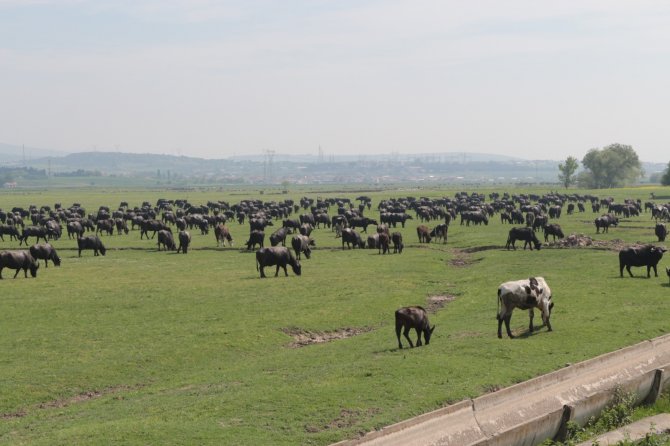 Serengeti Parkı Değil Balıkesir Ovası