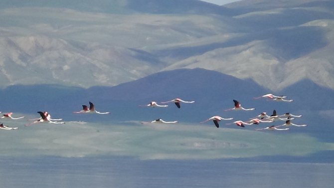 Van Gölü Havzası’nın Narin Kuşları Flamingolar