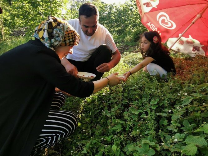 4 Saatte Bir Kilo Toplanabilen Çileğin Kilosu 200 Tl