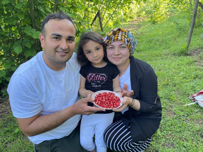 4 Saatte Bir Kilo Toplanabilen Çileğin Kilosu 200 Tl