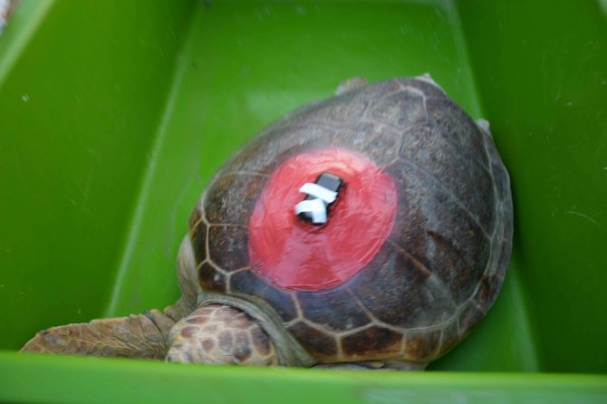 Uydudan İzlenen Caretta Caretta İki Yılda 10 Bin Kilometre Yol Aldı