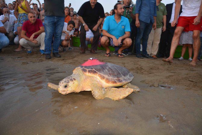 Uydudan İzlenen Caretta Caretta İki Yılda 10 Bin Kilometre Yol Aldı