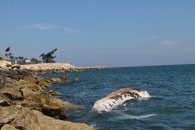 Dünyanın En Büyük İkinci Balinası, Mersin’de Karaya Vurdu