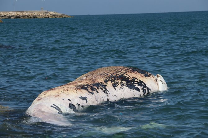 Dünyanın En Büyük İkinci Balinası, Mersin’de Karaya Vurdu