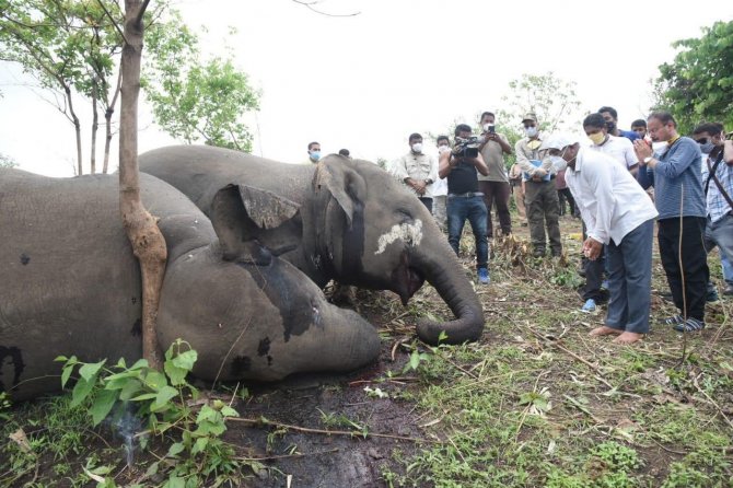 Hindistan’da Yıldırım Düşmesinin Ardından 18 Fil Ölü Bulundu