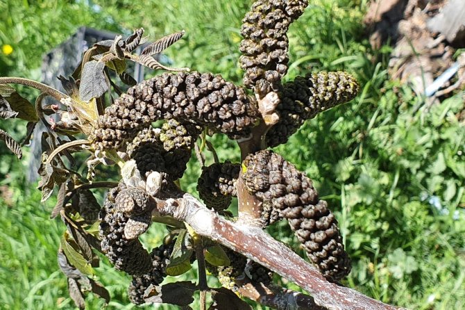 Gümüşhane’yi Don Vurdu