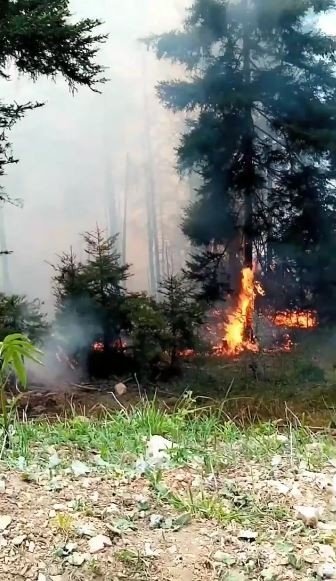 Artvin’de Orman Yangını