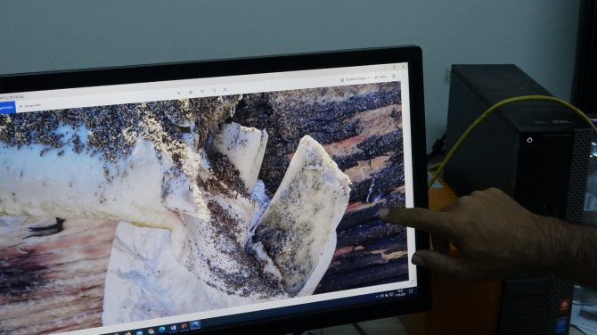 Dev Balina Gemi Çarpması Sonucu Ölmüş
