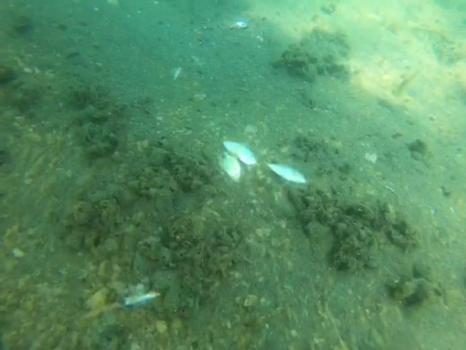 Deniz Salyaları Su Altını Böyle Vurdu