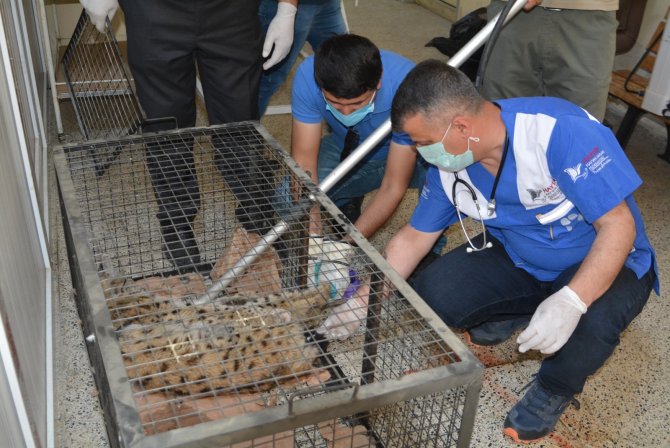 Ayının Saldırısına Uğrayan Vaşak Tedavi Altına Alındı
