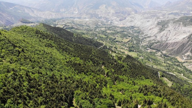 Artvin’de Kene Vakaları Artmaya Devam Ediyor