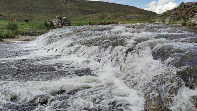 Uçan Balıkların Muhteşem Göçü Devam Ediyor