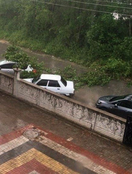 Sağanak Yağış Sonrasında Aracın Üzerine Ağaç Devrildi