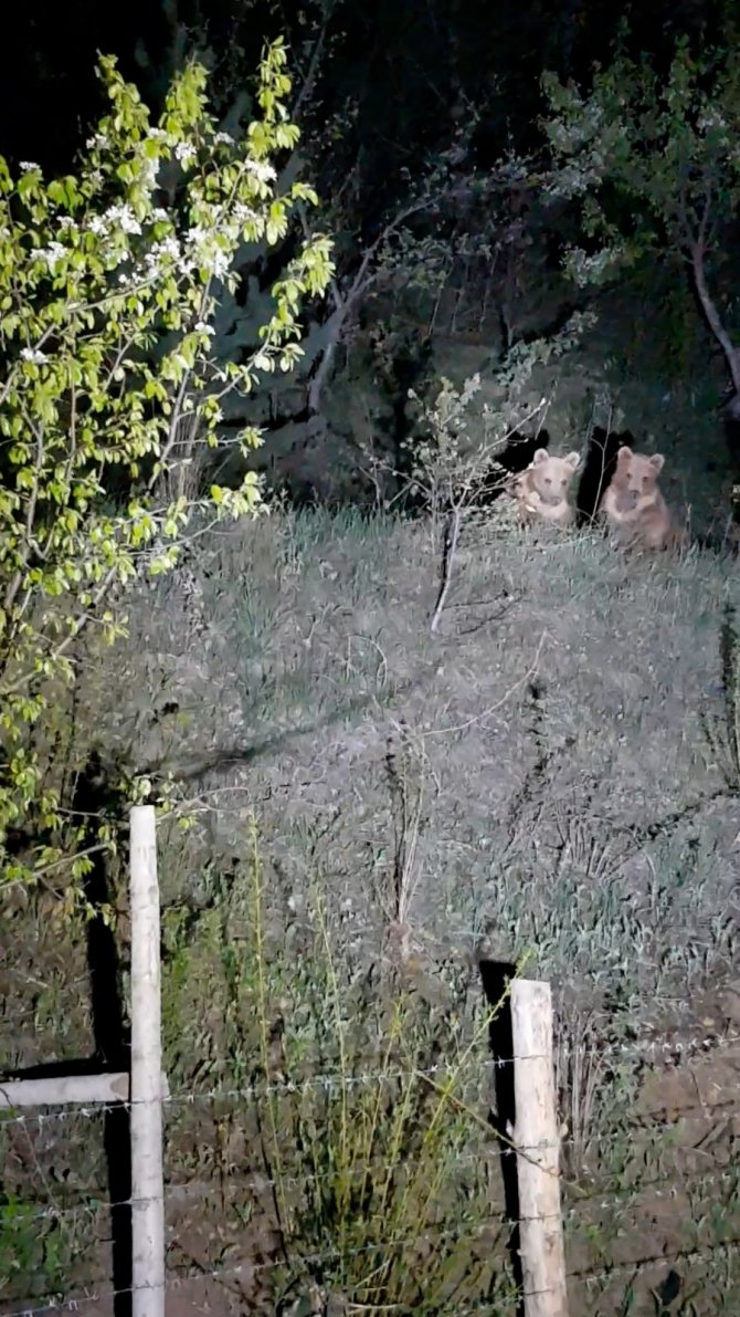 Yavru Ayıların İlginç Görüntüleri Kameralara Takıldı