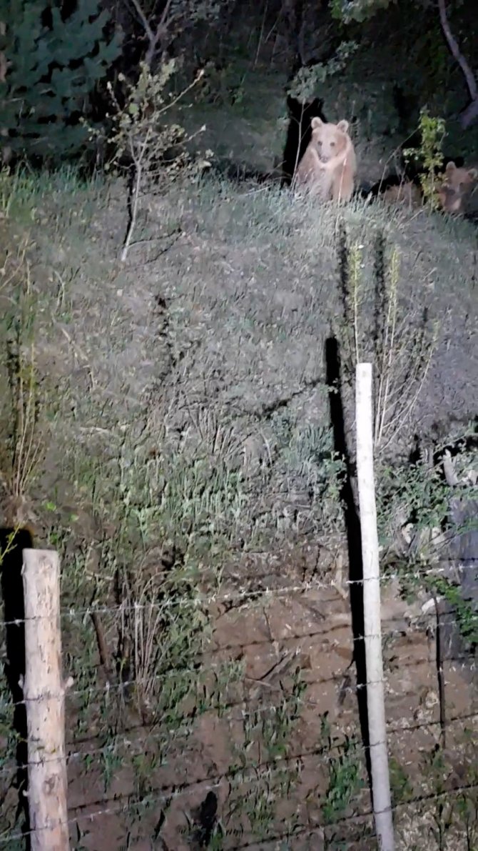 Yavru Ayıların İlginç Görüntüleri Kameralara Takıldı