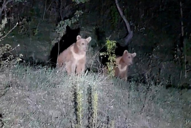 Yavru Ayıların İlginç Görüntüleri Kameralara Takıldı