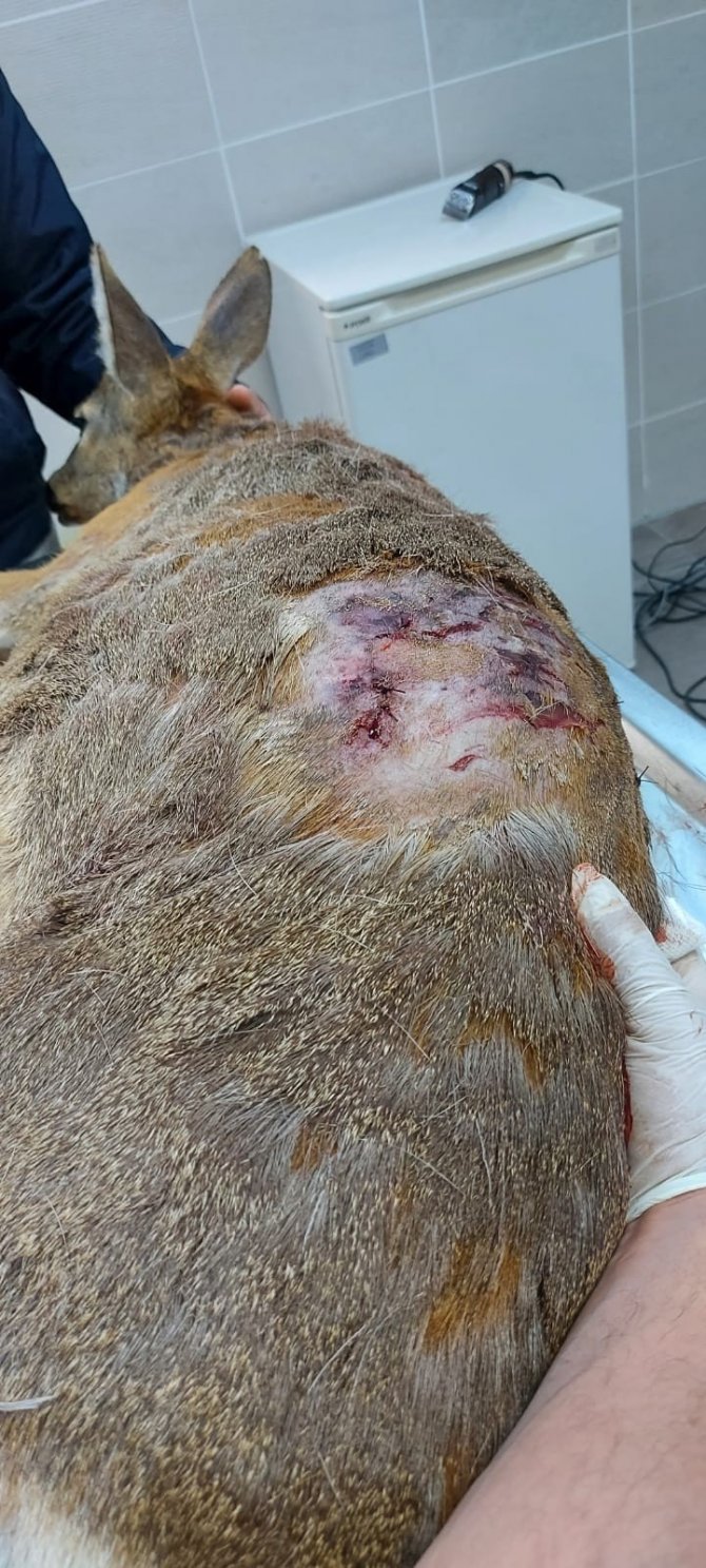 Başı Boş Köpeklerin Saldırdığı Yaralı Karacayı Tedavi Ettirdi