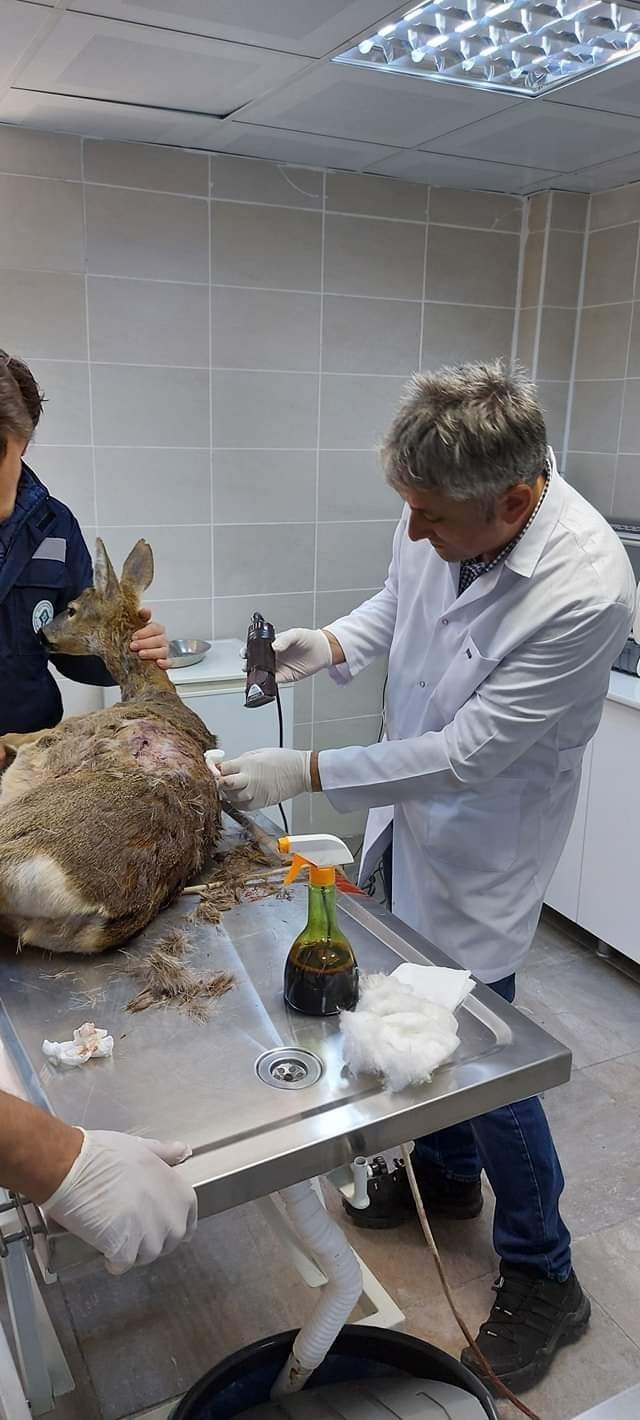 Başı Boş Köpeklerin Saldırdığı Yaralı Karacayı Tedavi Ettirdi