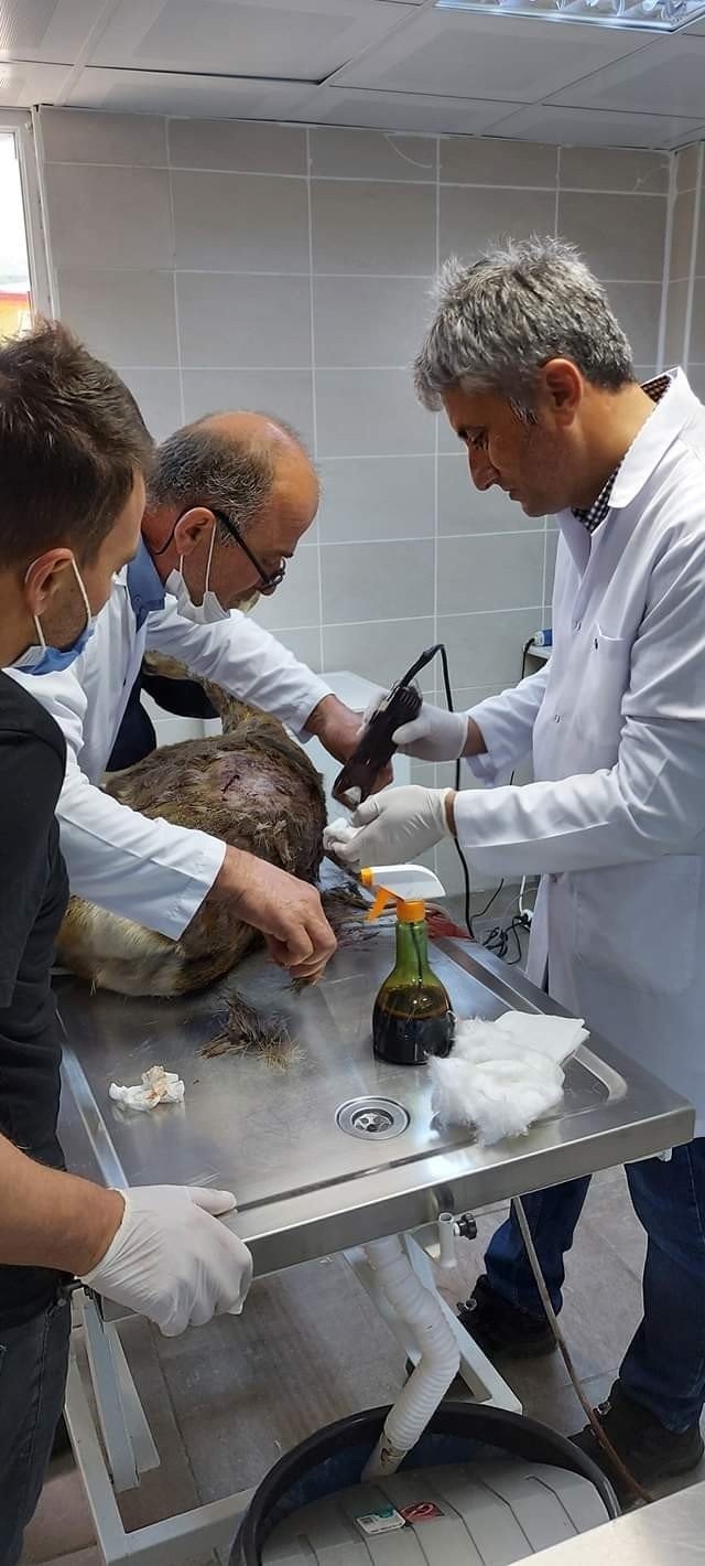 Başı Boş Köpeklerin Saldırdığı Yaralı Karacayı Tedavi Ettirdi