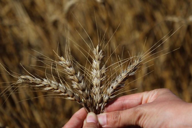 Buğdayda Hasat Başladı, Çiftçinin Yüzü Gülüyor