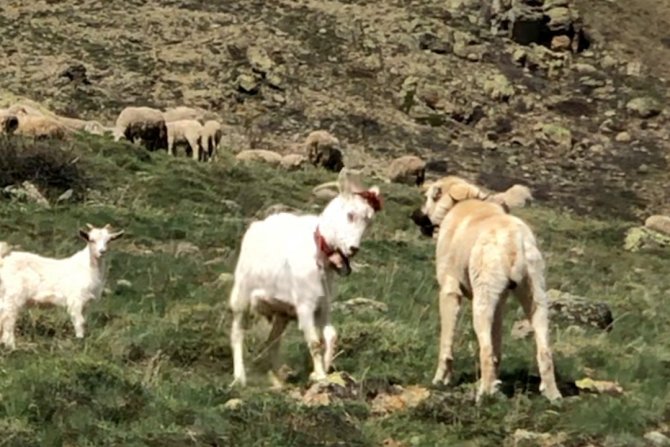 Keçi Çoban Köpeğine Kafa Tutarsa