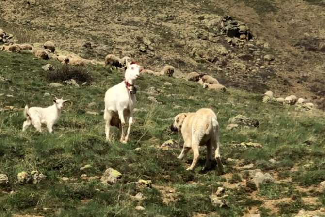 Keçi Çoban Köpeğine Kafa Tutarsa