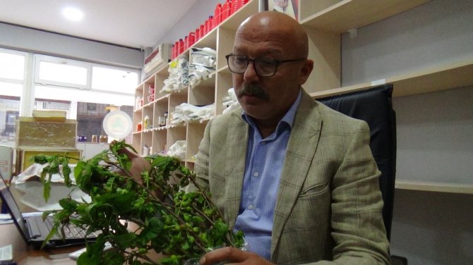 Arıcıların Korkusu, Katil Arı Giresun’da Da Görüldü