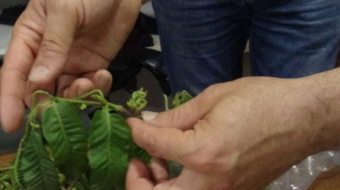Arıcıların Korkusu, Katil Arı Giresun’da Da Görüldü