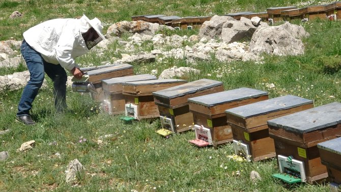 Arıların Tatlı Yolculuğu Başladı, En Büyük Endişe Kuraklık