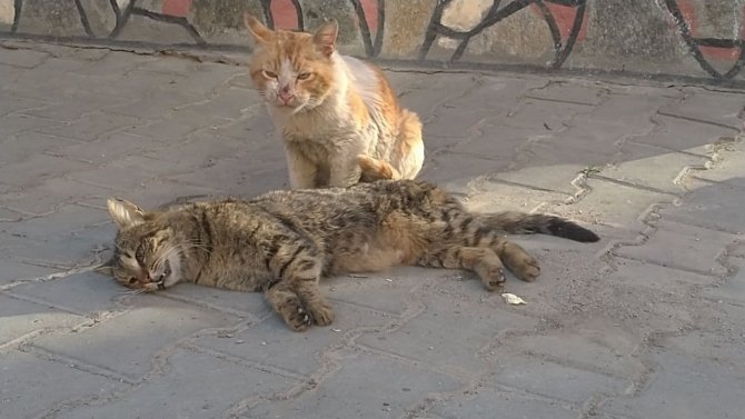 Kediden Hayat Dersi