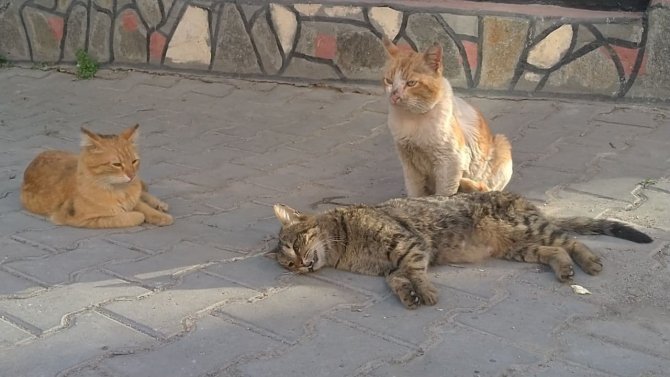 Kediden Hayat Dersi
