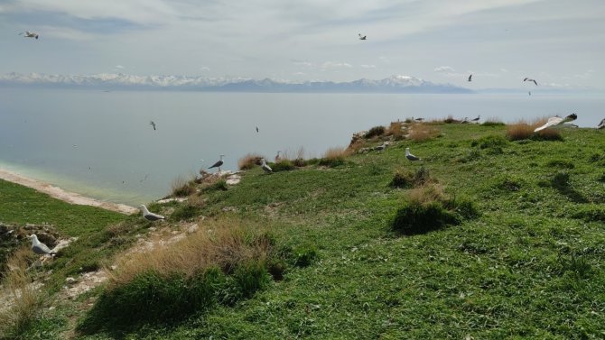 Martılar, Çarpanak Adası’nda Kuluçkaya Girdi