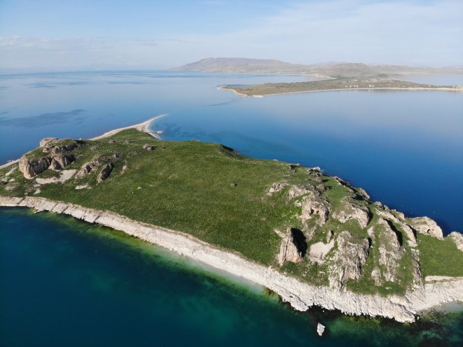 Martılar, Çarpanak Adası’nda Kuluçkaya Girdi