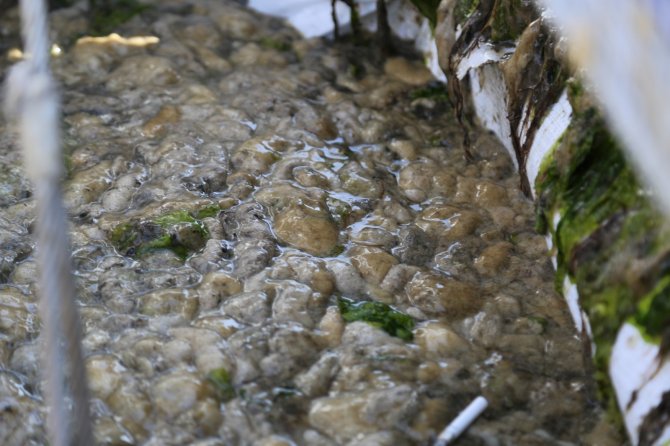 İzmit Körfezi’nde 50 Günde 150 Ton Deniz Salyası Toplandı