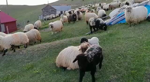 Çobanların Yün Çağrısı