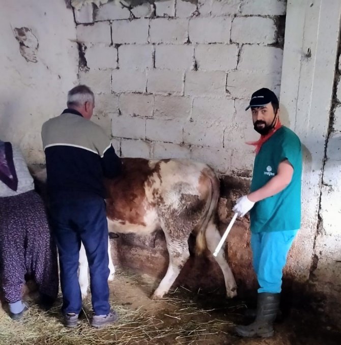 Sığır Yetiştiricilerine Tohumlama Desteği
