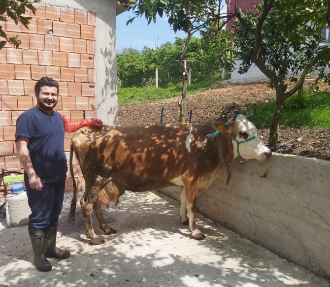 Sığır Yetiştiricilerine Tohumlama Desteği