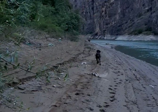 Balık Tutmak İçin İndiği Baraj Gölü Kıyısında Ayı Saldırısından Köpeği Sayesinde Kurtuldu