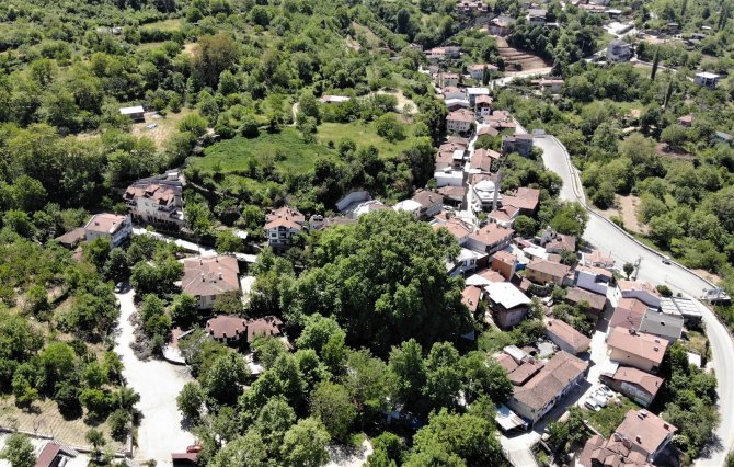 Dünyaca Ünlü Ulu Çınar Doğal Güzelliğine Kavuştu
