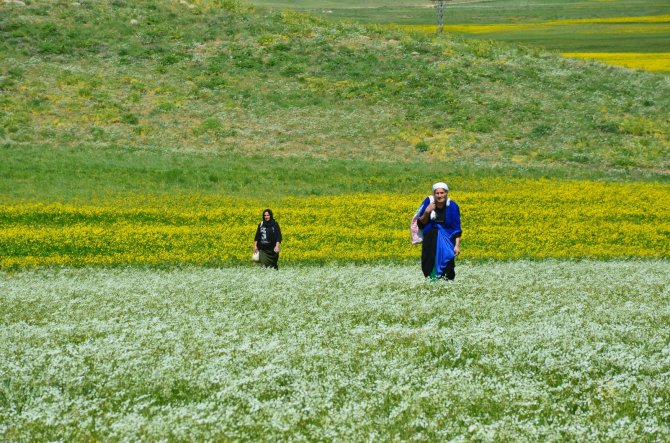 Faraşin Yaylasındaki Renk Cümbüşü Görenleri Hayran Bıraktı