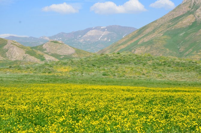 Faraşin Yaylasındaki Renk Cümbüşü Görenleri Hayran Bıraktı