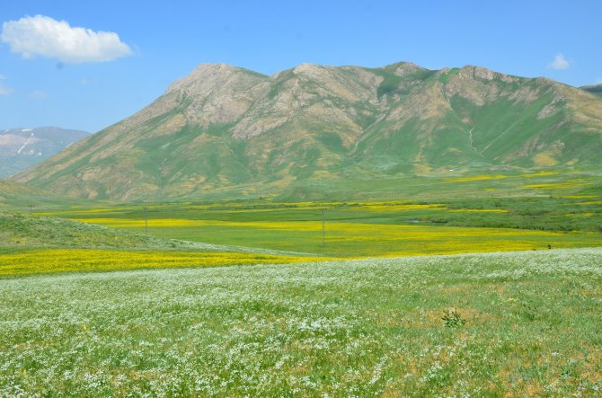 Faraşin Yaylasındaki Renk Cümbüşü Görenleri Hayran Bıraktı