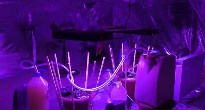 Kaldıkları Evi Kenevir Yetiştirmek İçin Adeta Laboratuvara Dönüştürmüşler